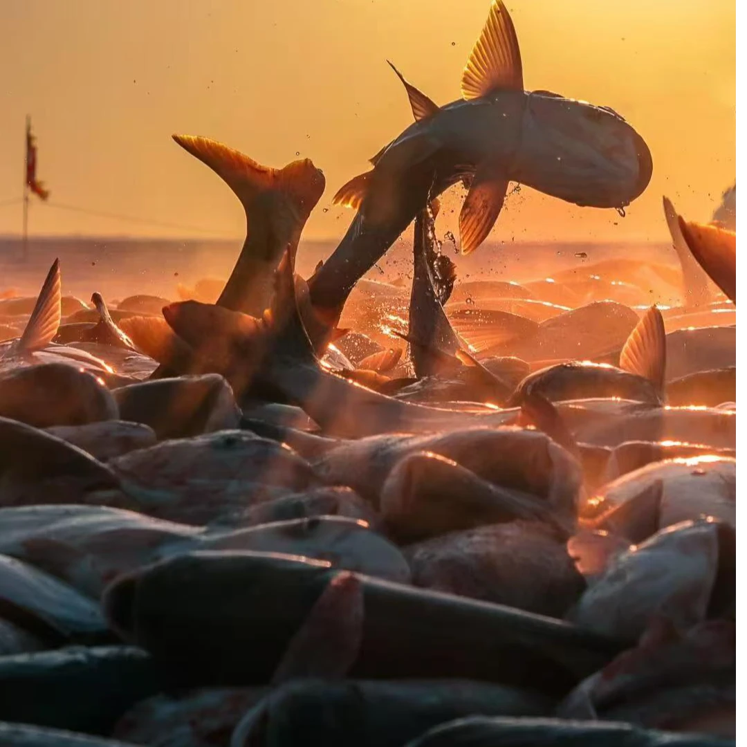 【欢子专属】二龙湖胖头鱼{生鲜食品 不退 不可拒收}