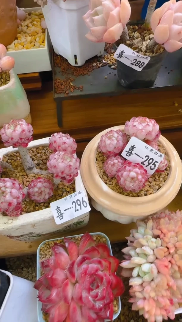【闪购商品】喜—295.296—仙农（小红包）带盆