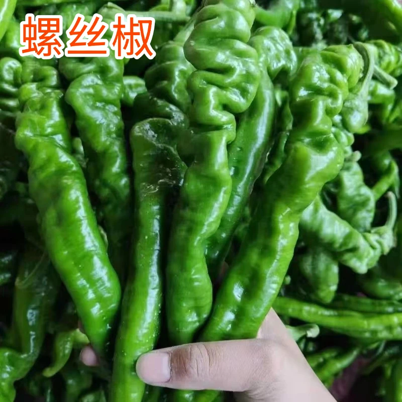 中微辣-正宗螺丝椒新鲜青椒香辣薄皮辣椒现摘福建大棚种植