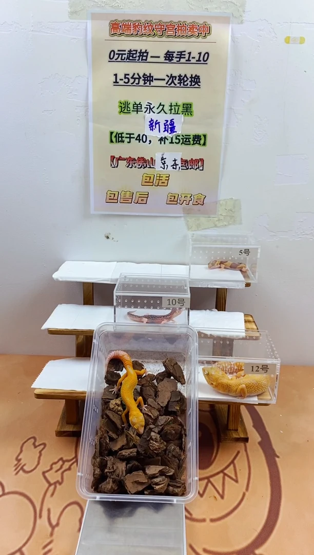 豹纹守宫豹纹守宫幼苗亚成体成体肥尾