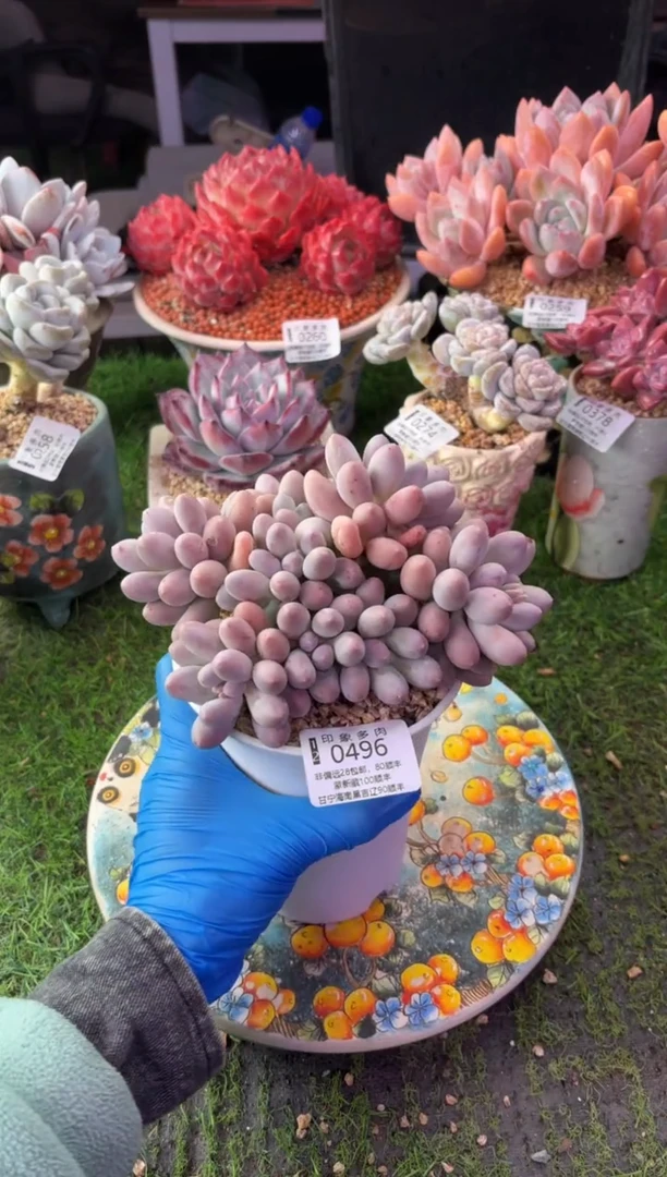 昆明印象多肉0496