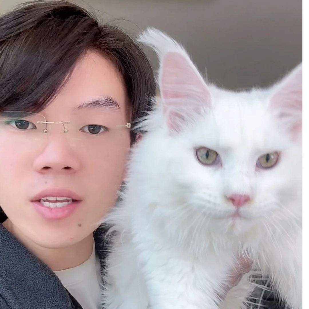 来了姊妹-纯白缅因弟弟-cr2912