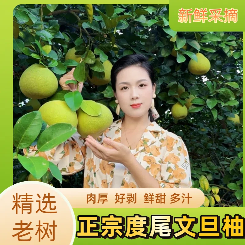 福建度尾文旦柚新鲜当季柚酸甜多汁水果 试吃装