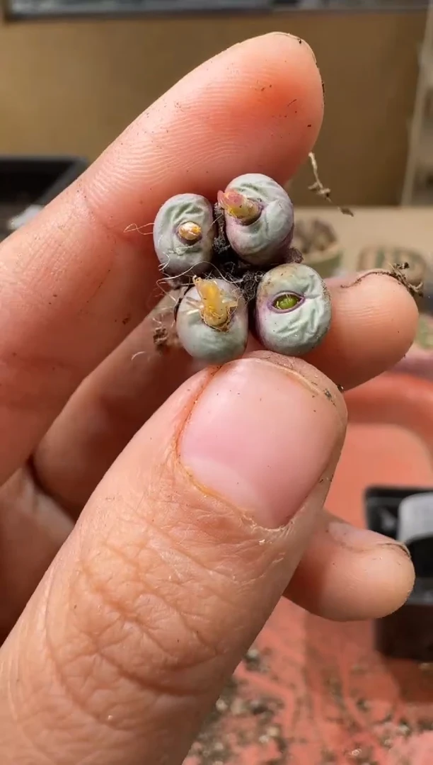 14-150多肉植物肉锥