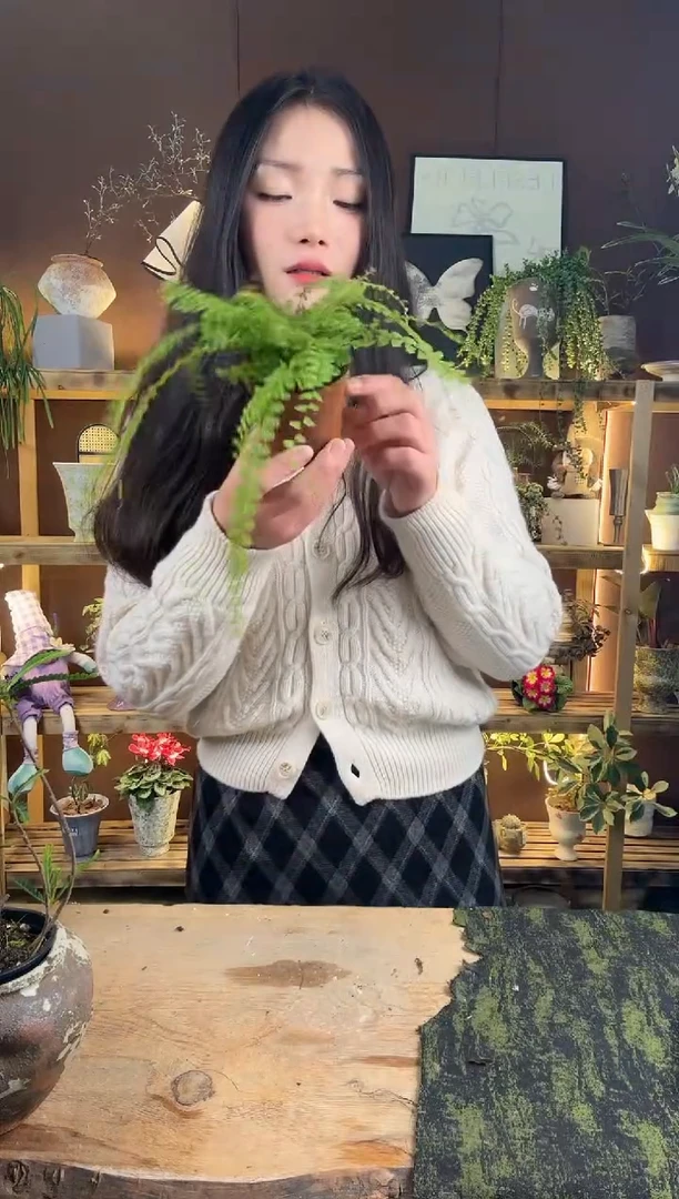 以实际为准894曼舞铁线蕨育苗盆