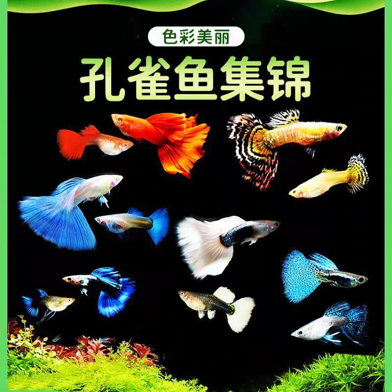 【孔雀鱼单品合集】能生小鱼好养耐活热带鱼