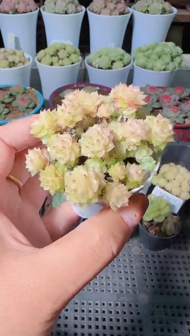 1119-569麦秆群生不包整