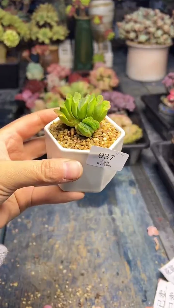 A****郭937               不带盆