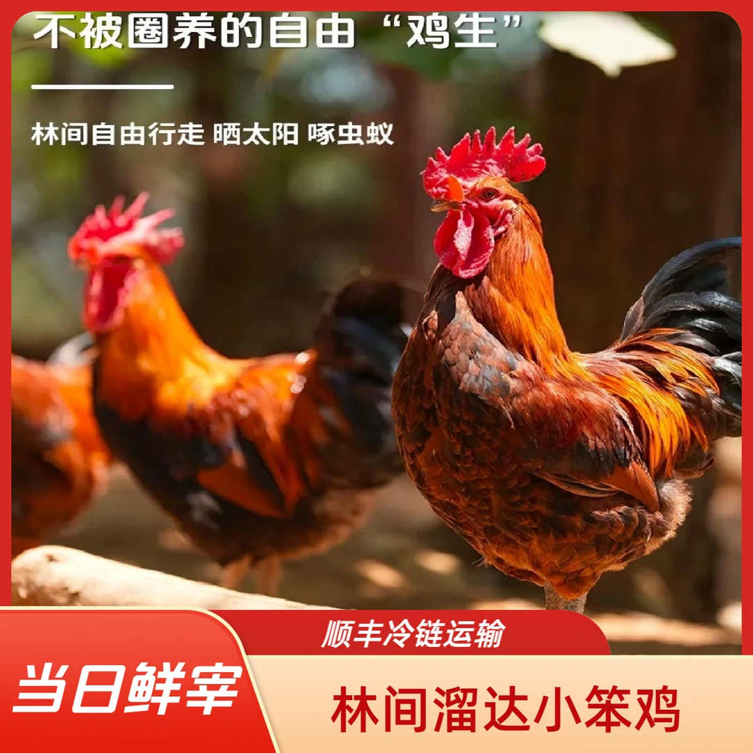 10个月以上林下溜达鸡黑脚老公鸡(4.5-5斤）【谷丁农场】