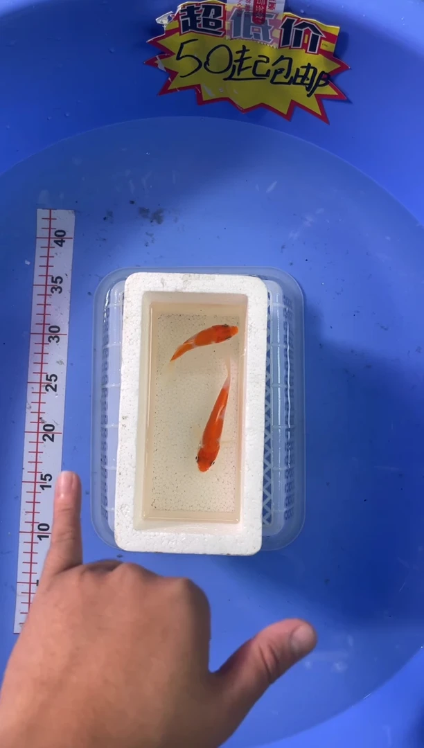 锦鲤活体二号链接