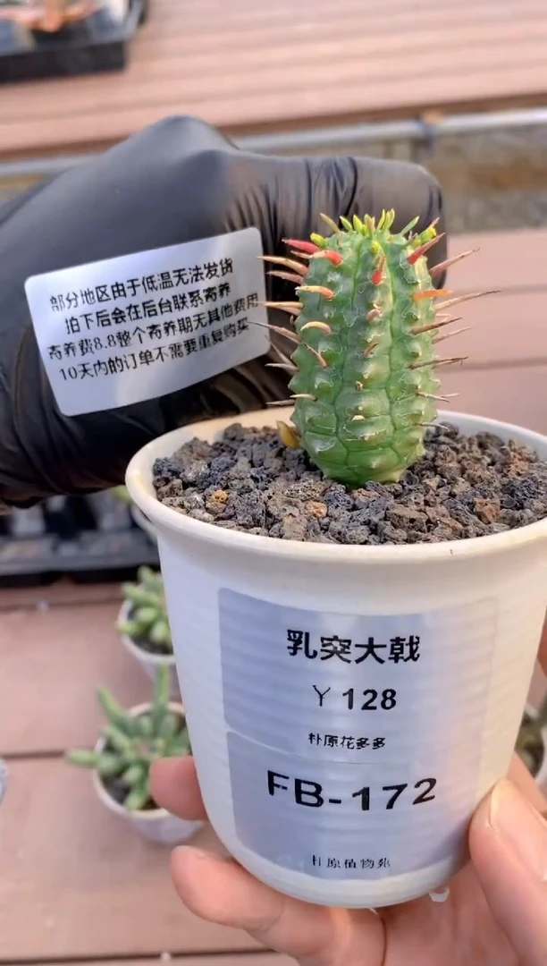 【闪购商品】乳突大戟FB-172