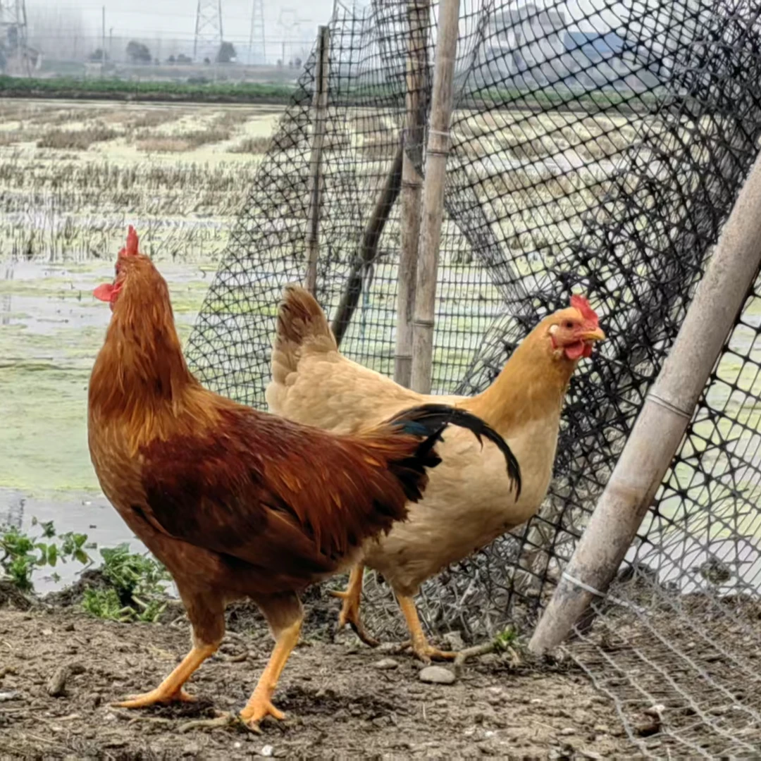 农家散养土公鸡两只