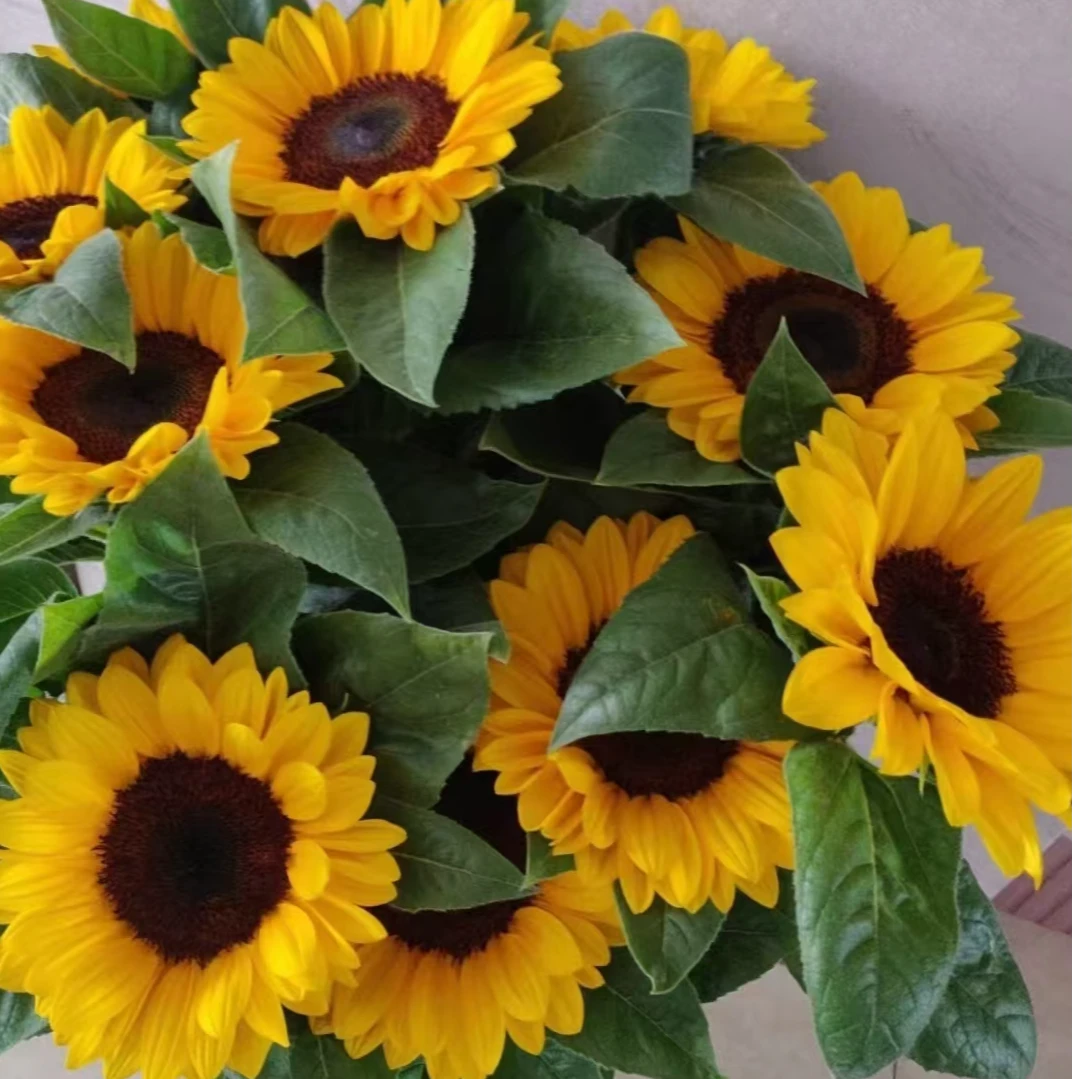 【黑心向日葵AK】5枝  基地直发 | 全场鲜花任意两单包邮