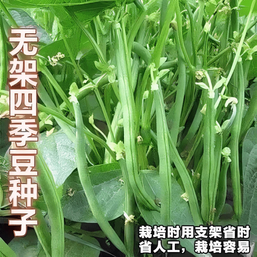 【全店满5包】无架四季豆种子地豆角盆栽易种矮生不搭架阳台