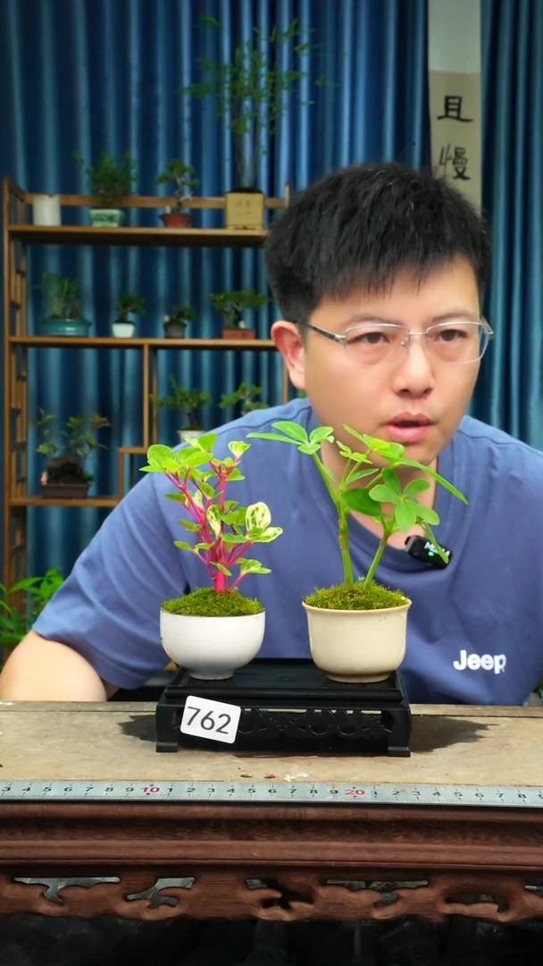 无花朵苔藓微景观762号