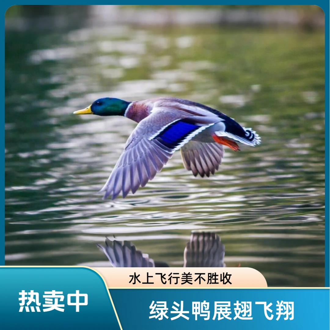 【手工现杀】小青头鸭会飞小麻鸭(净膛) 1000g