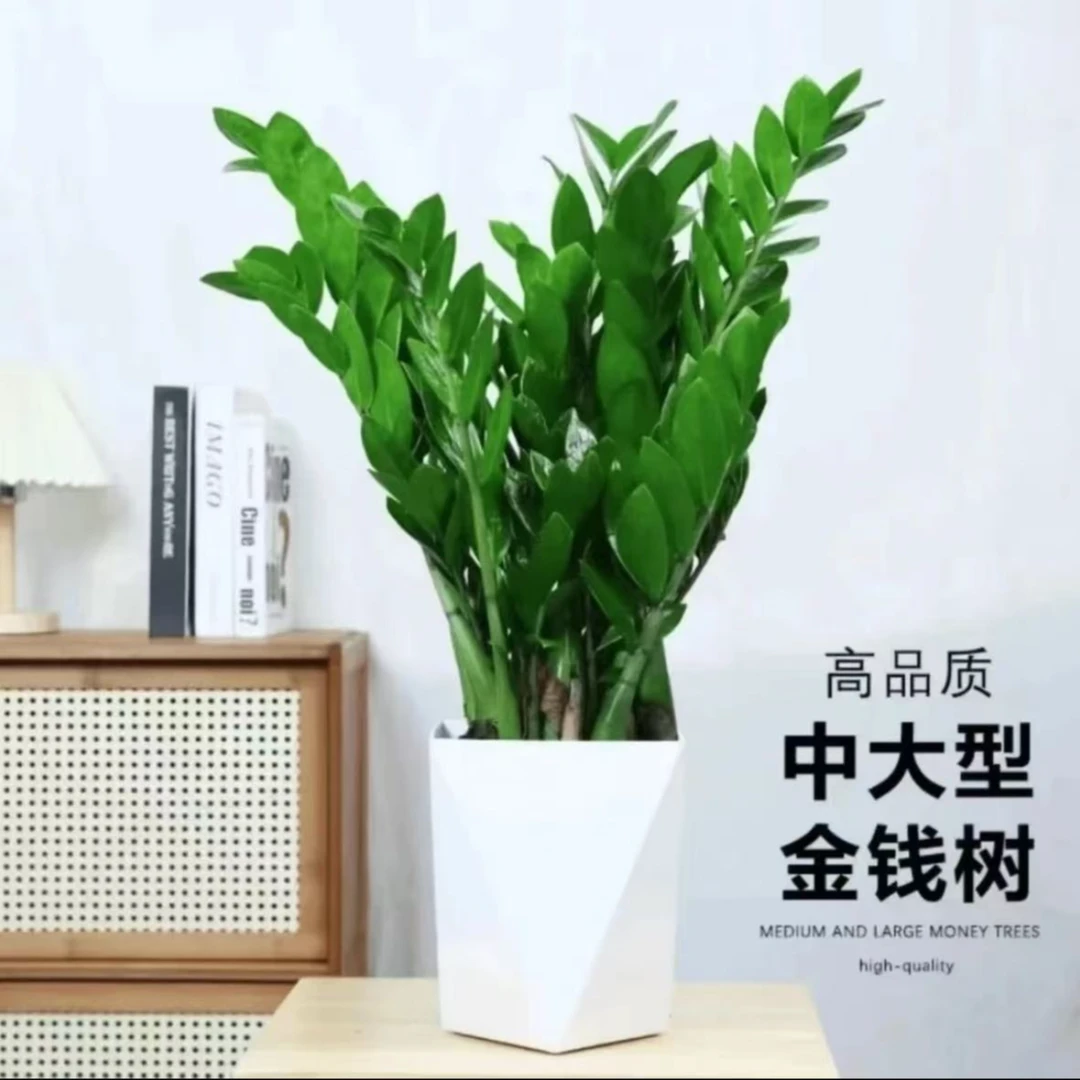 摇钱树60-70公分净化空气植物客厅绿植办公室内盆栽