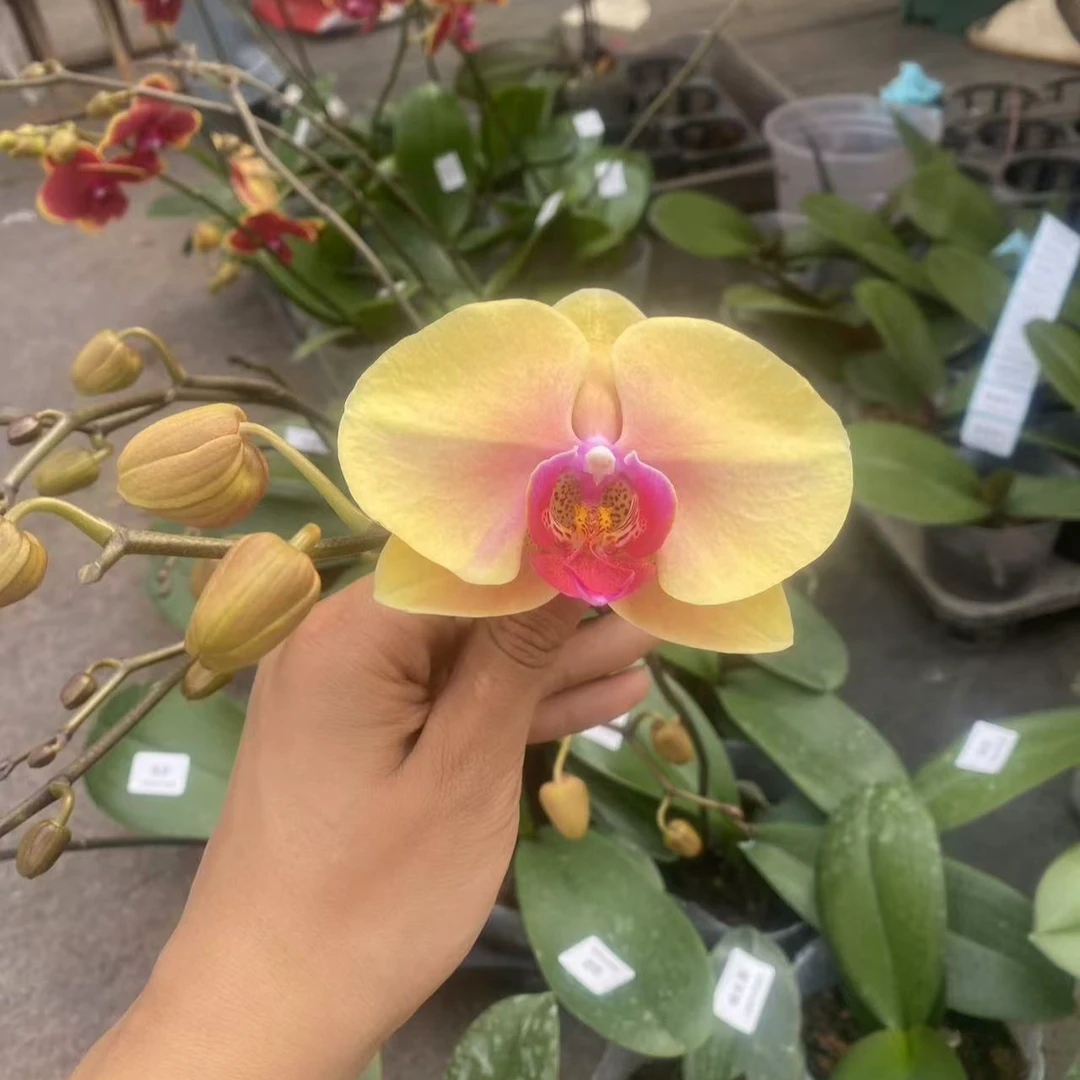 蝴蝶兰-福袋3.5寸杯（无花无梗）