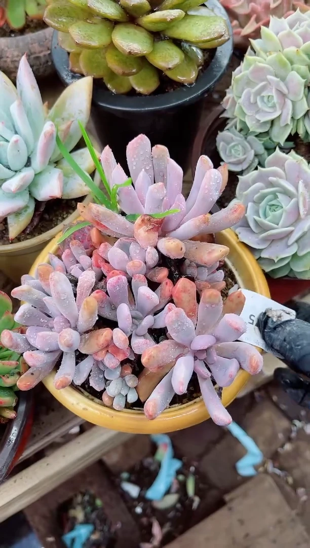 神****练多肉植物一物一拍17075