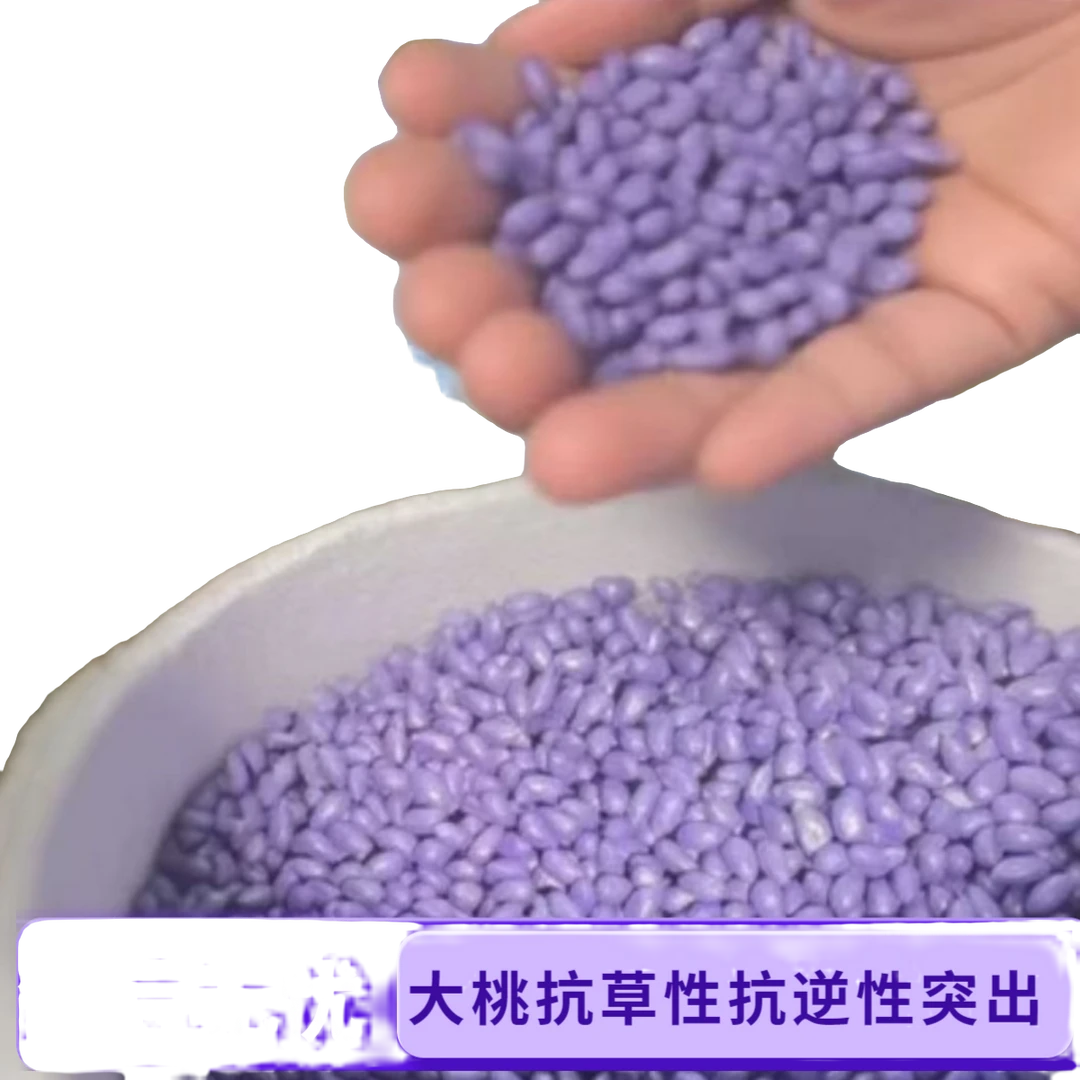 澳棉王霸棉全抗草121天 高衣分