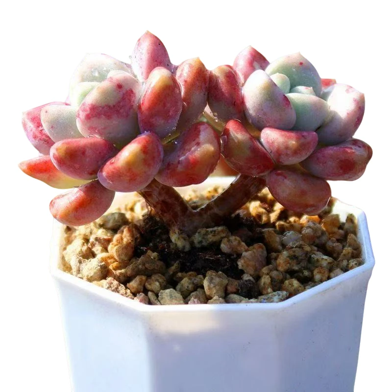 精品花瓣露带盆多肉植物（满15元包邮）阳台露台办公室绿植植