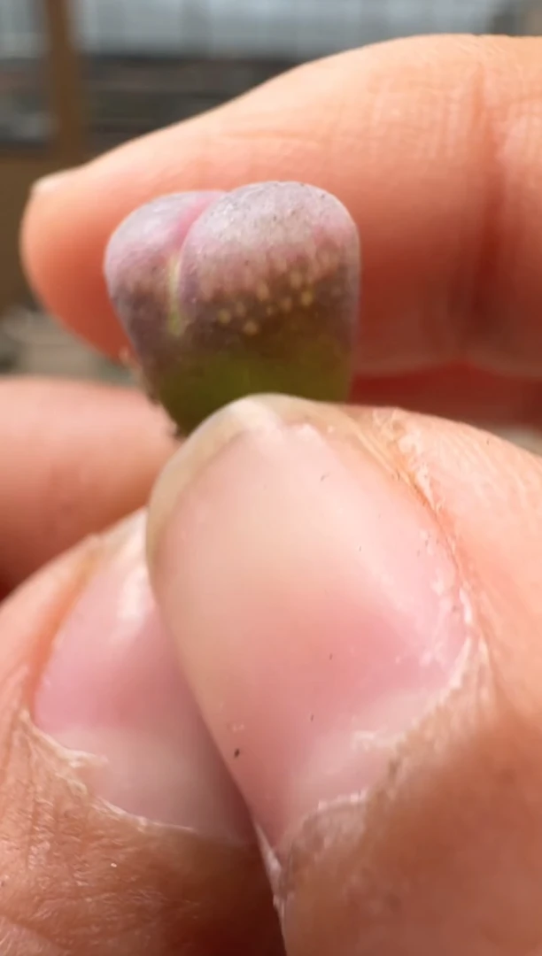 10-89多肉植物肉锥