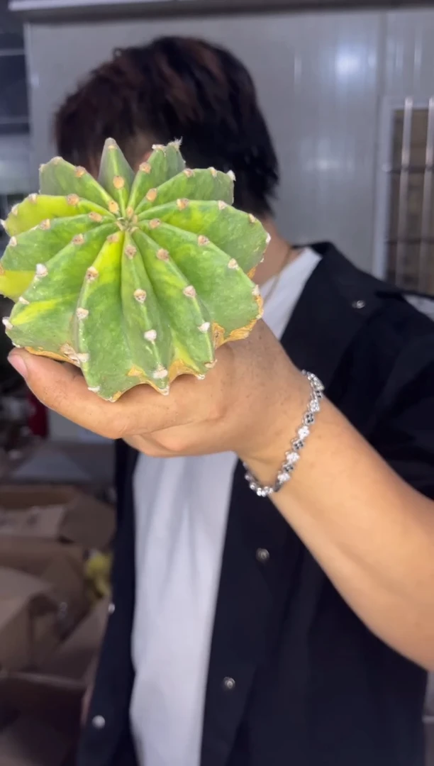 实生根 世界图 锦