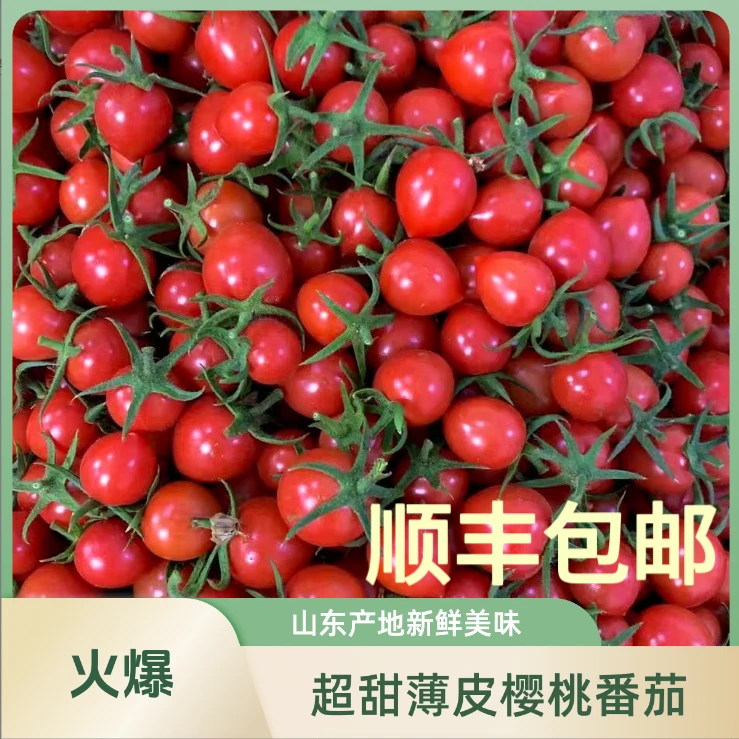 山东樱桃88新鲜小番茄 大中果3斤 【顺丰包邮】山东省