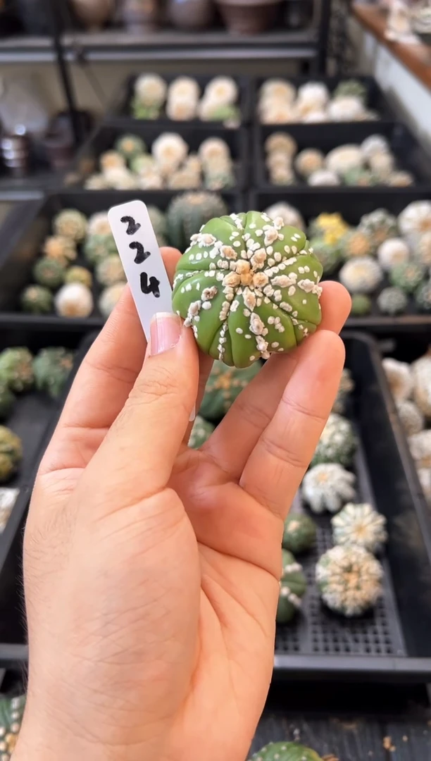 实生根星兜编码224