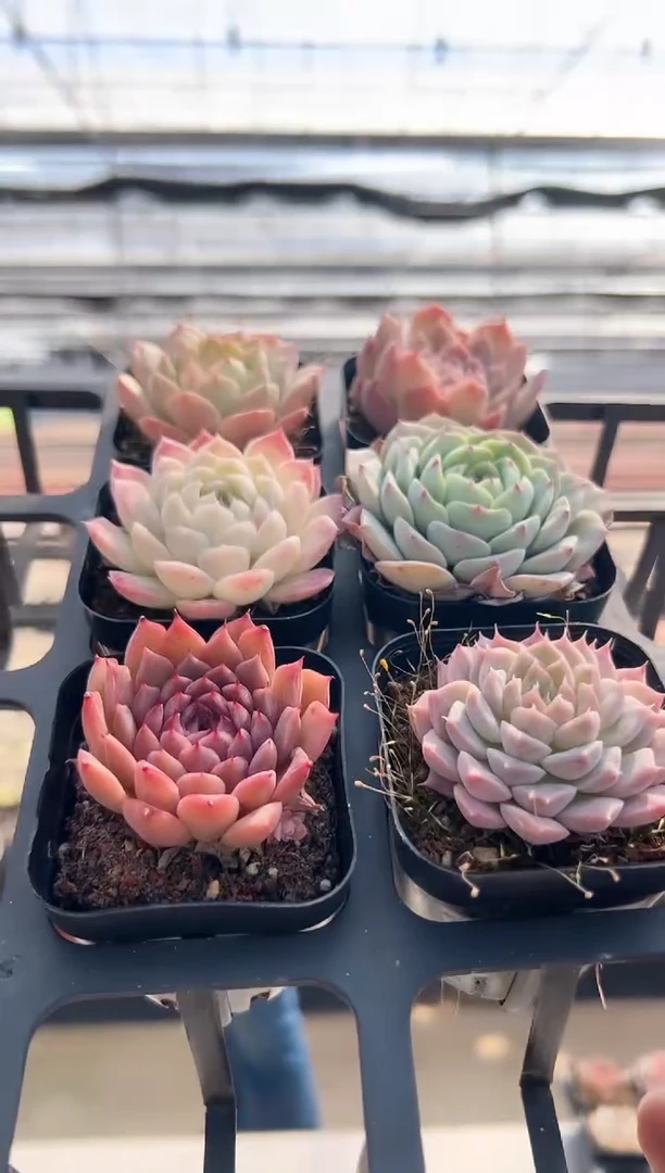 【闪购商品】福利款15（随机6选一，其中一颗）不可选