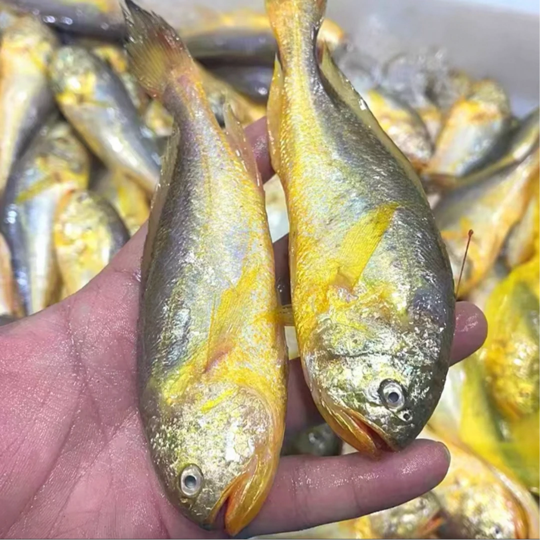 连云港梅童鱼 大头宝 小眼鱼顺丰冷链 速冻发货 3斤