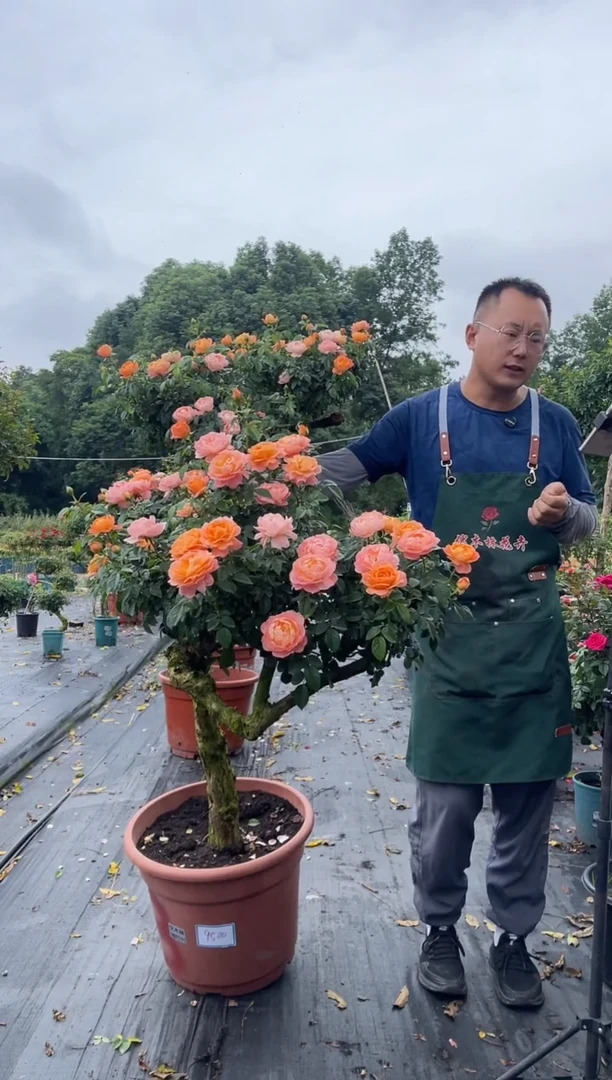 全部花朵R****h老桩造型斜飘