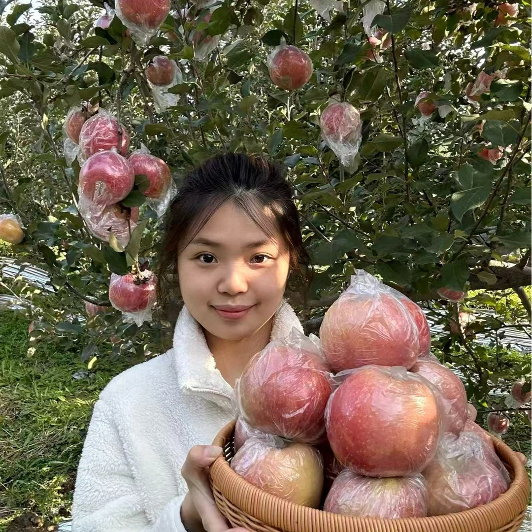 2025年 山西运城临猗坡上 正宗冰糖心丑苹果新鲜应季红富士水果