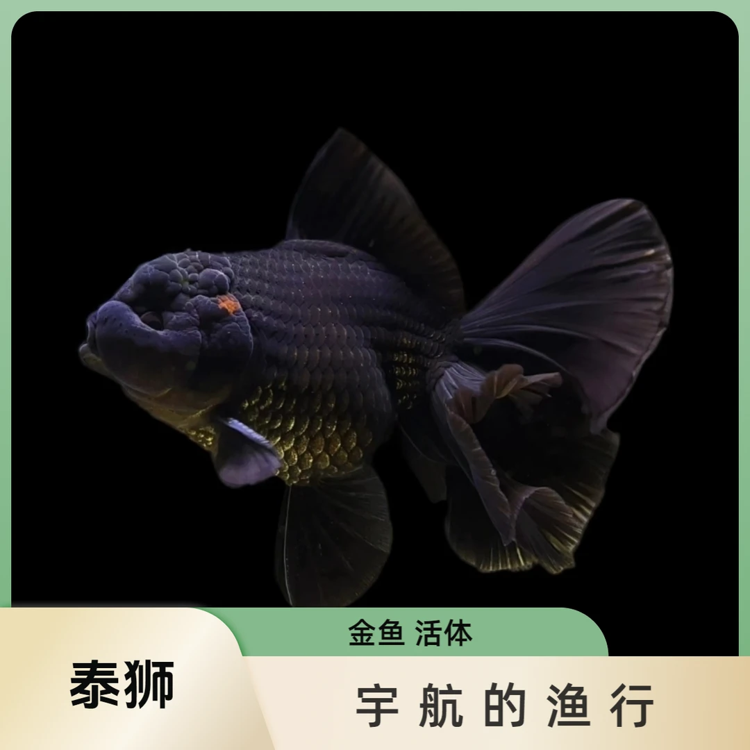 兰寿金鱼 泰狮金鱼 宇航的渔行