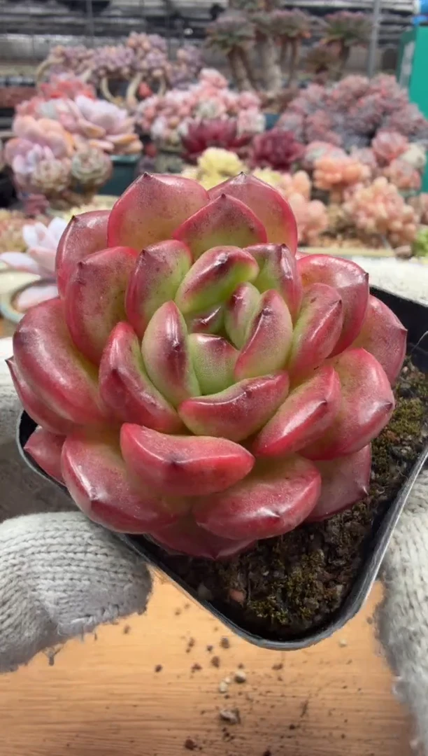 东云多肉园三店-160