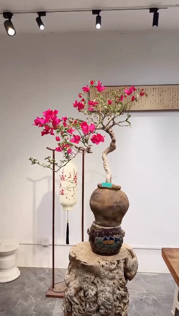 无花朵凯*三角梅三角梅三角梅