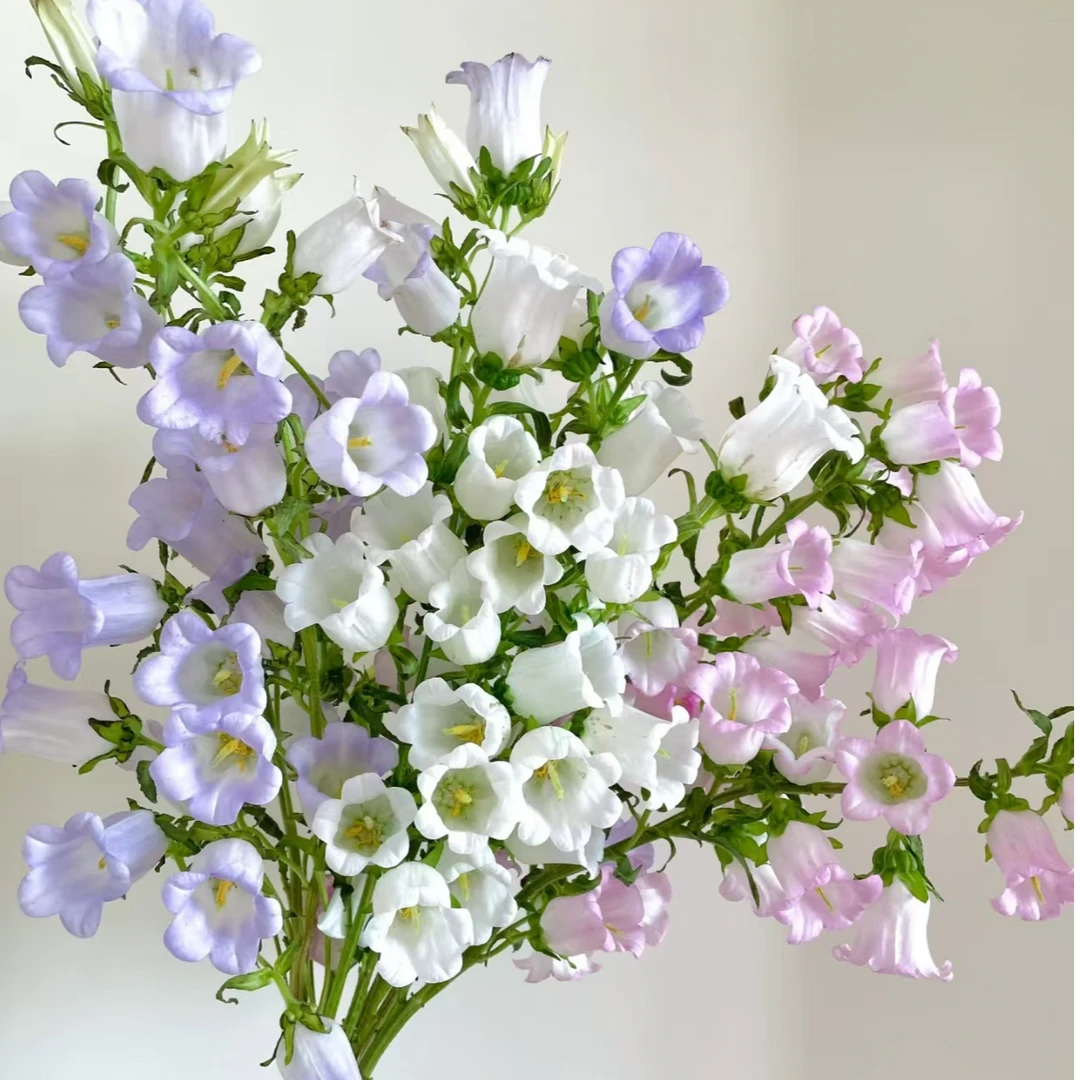 鲜花 2把不选色风铃花  鲜花批发不售后介意勿拍
