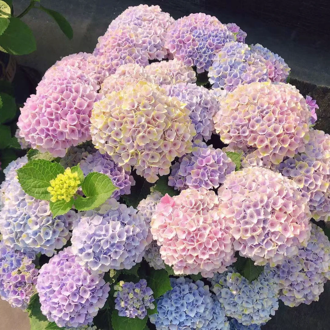 炫彩绣球花苗盆栽无尽夏阳台庭院别墅花园植物多年生四季耐寒