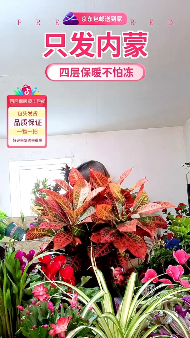 完全开放红色大盆变叶木