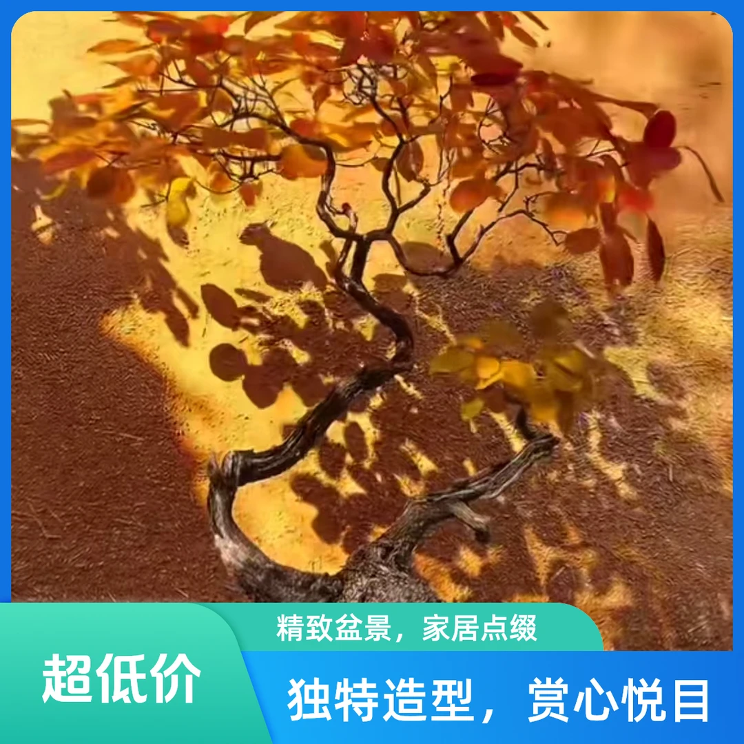 绿植黄栌黄荆盆景素材盆景