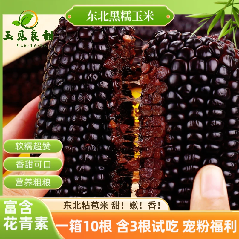 【试吃3根】正宗东北黑糯玉米真空装10根6斤左右/箱软糯香甜花青素