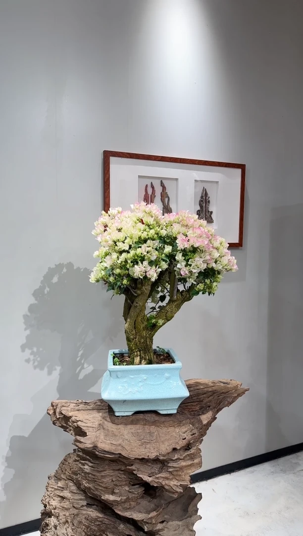 【闪购商品】盆景绿樱三角梅