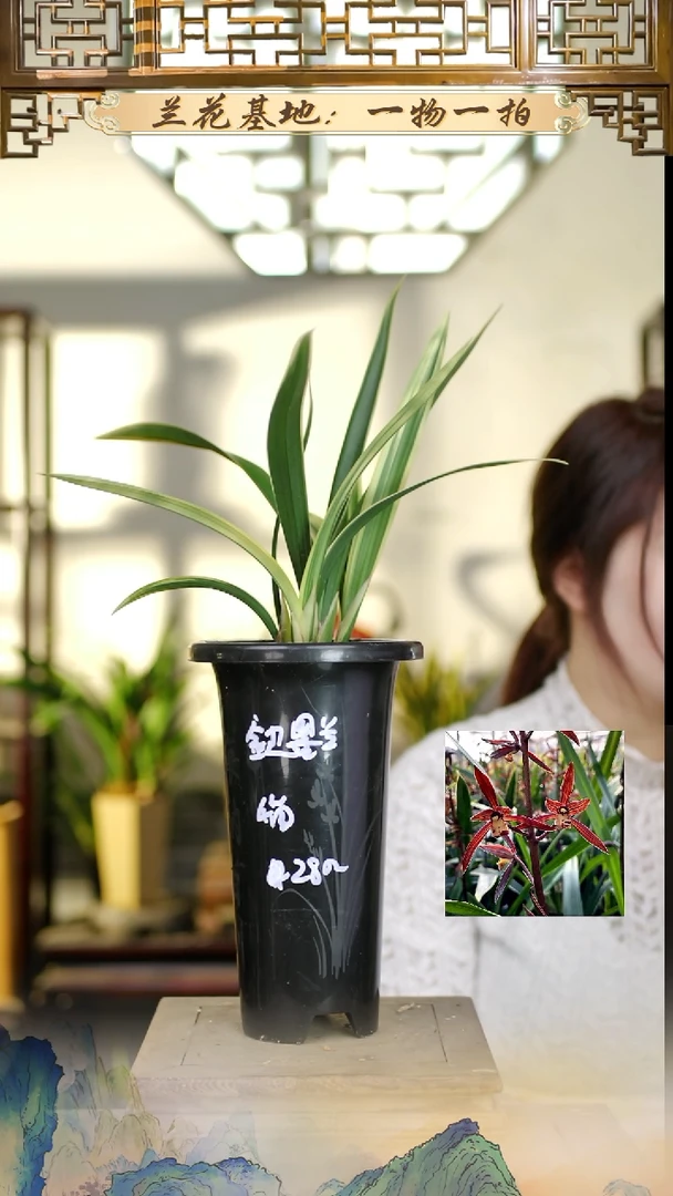 全部花苞金边墨兰4苗