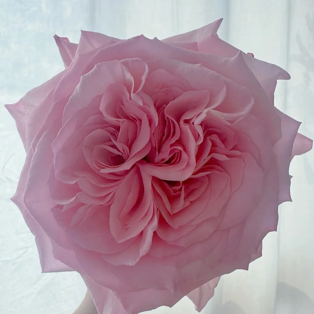 【粉荔枝】云南斗南基地现采现发品质粉荔枝单头玫瑰花