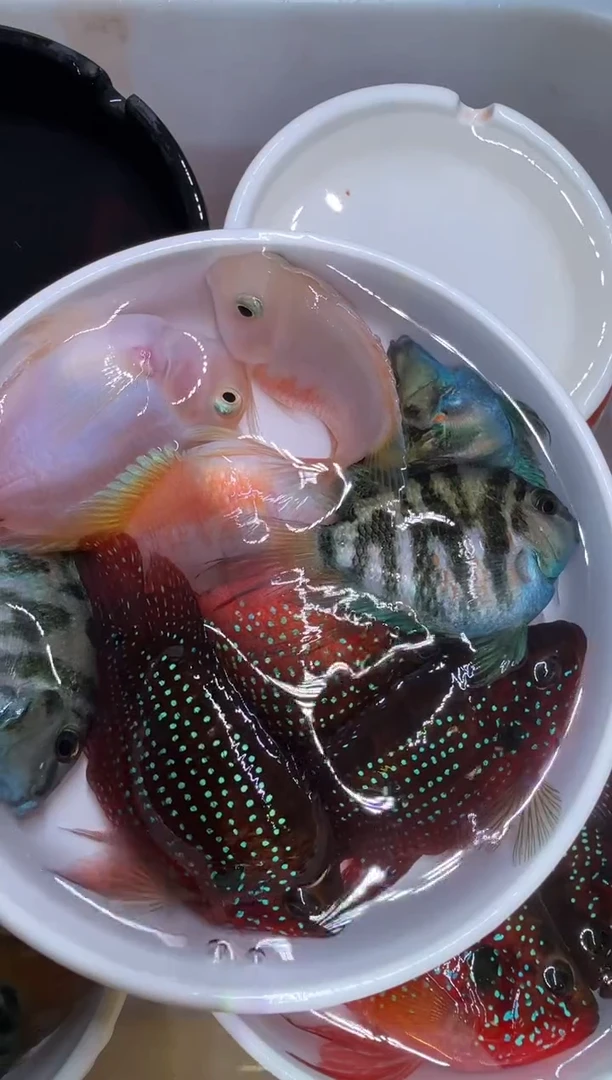 红宝石鱼 8备损1条