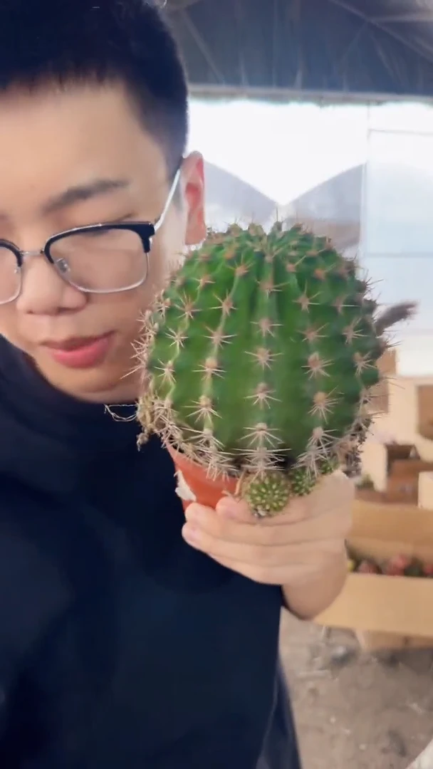 实生根 席克氏彩草 7-10cm