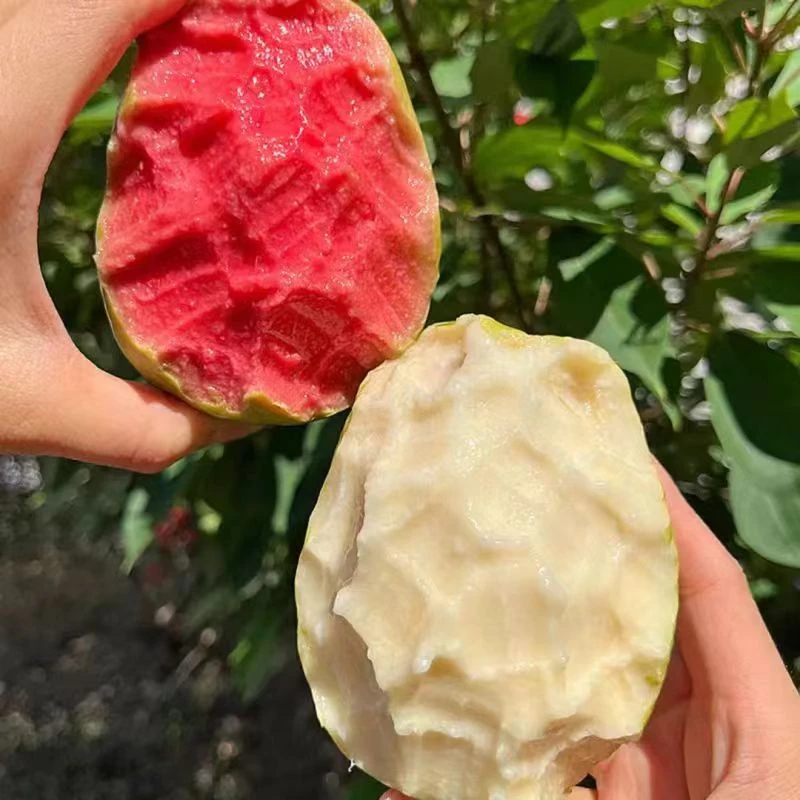 青呗宁广西奶油红白芭乐PP