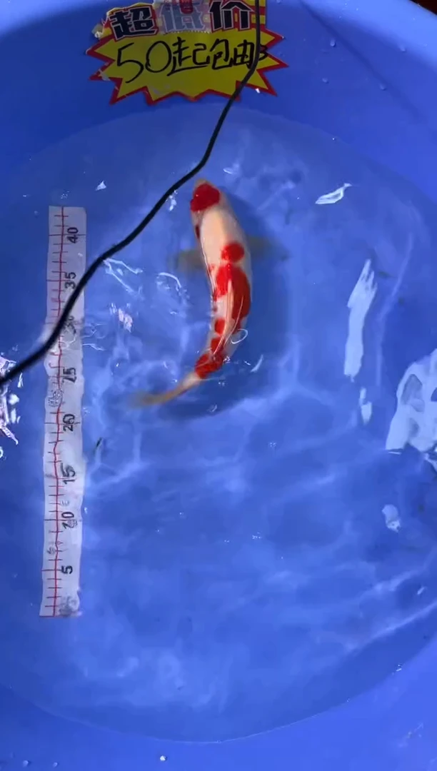 锦鲤活体二号链接