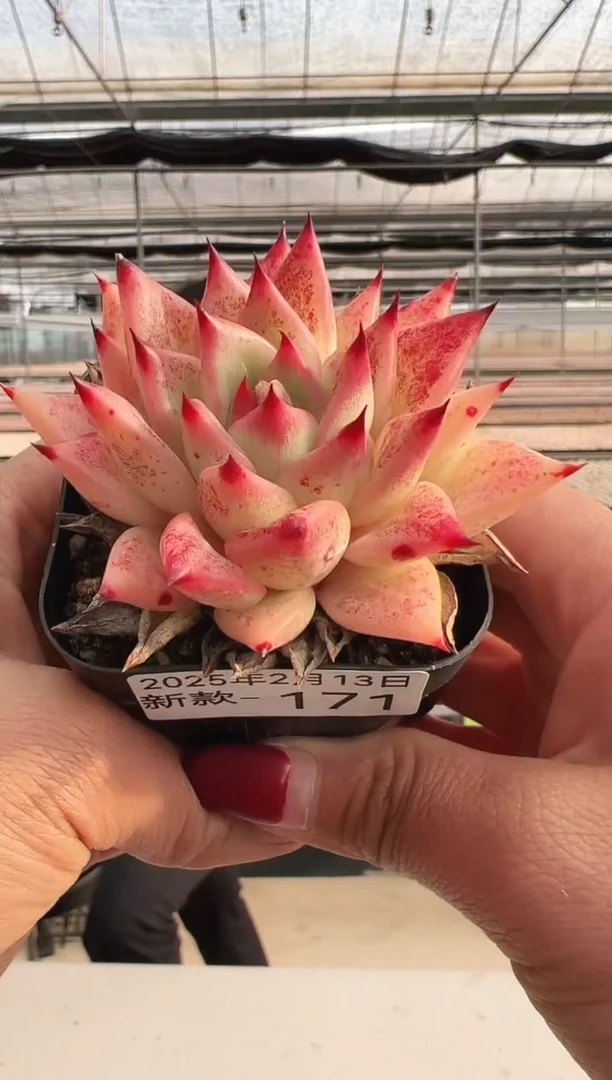 【闪购商品】新款多肉-171