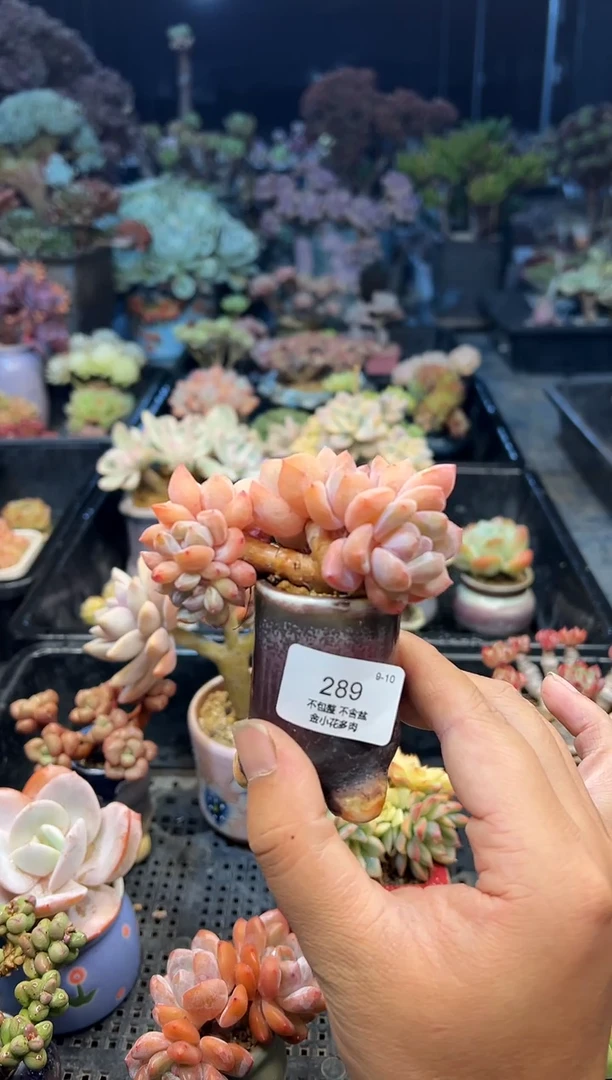 明**纸289              带盆